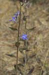 Southern lobelia